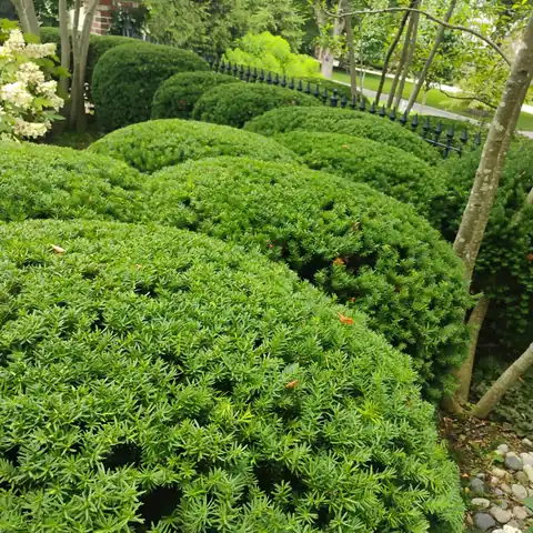 OB Mowing & Landscaping project photo 1