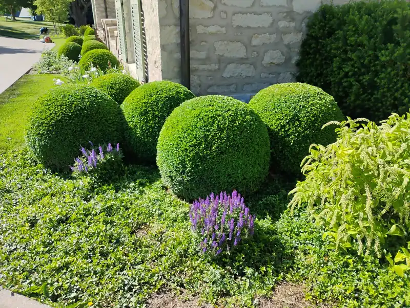 Clipped boxwood spheres and lavender along a limestone house, maintained by OB Mowing & Landscaping